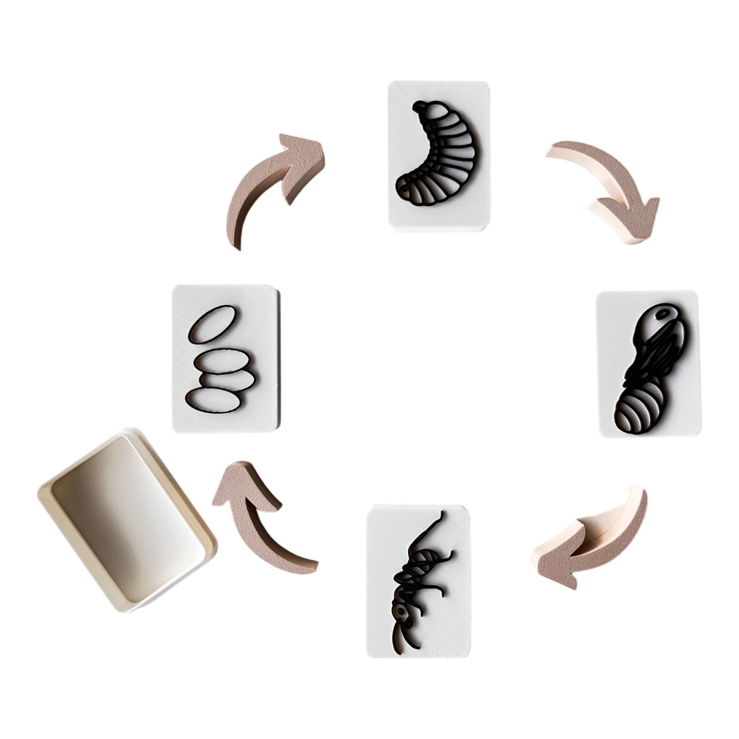 Life Cycle of a Ant EcoCutter Collection - CJECOPLAY Inc.