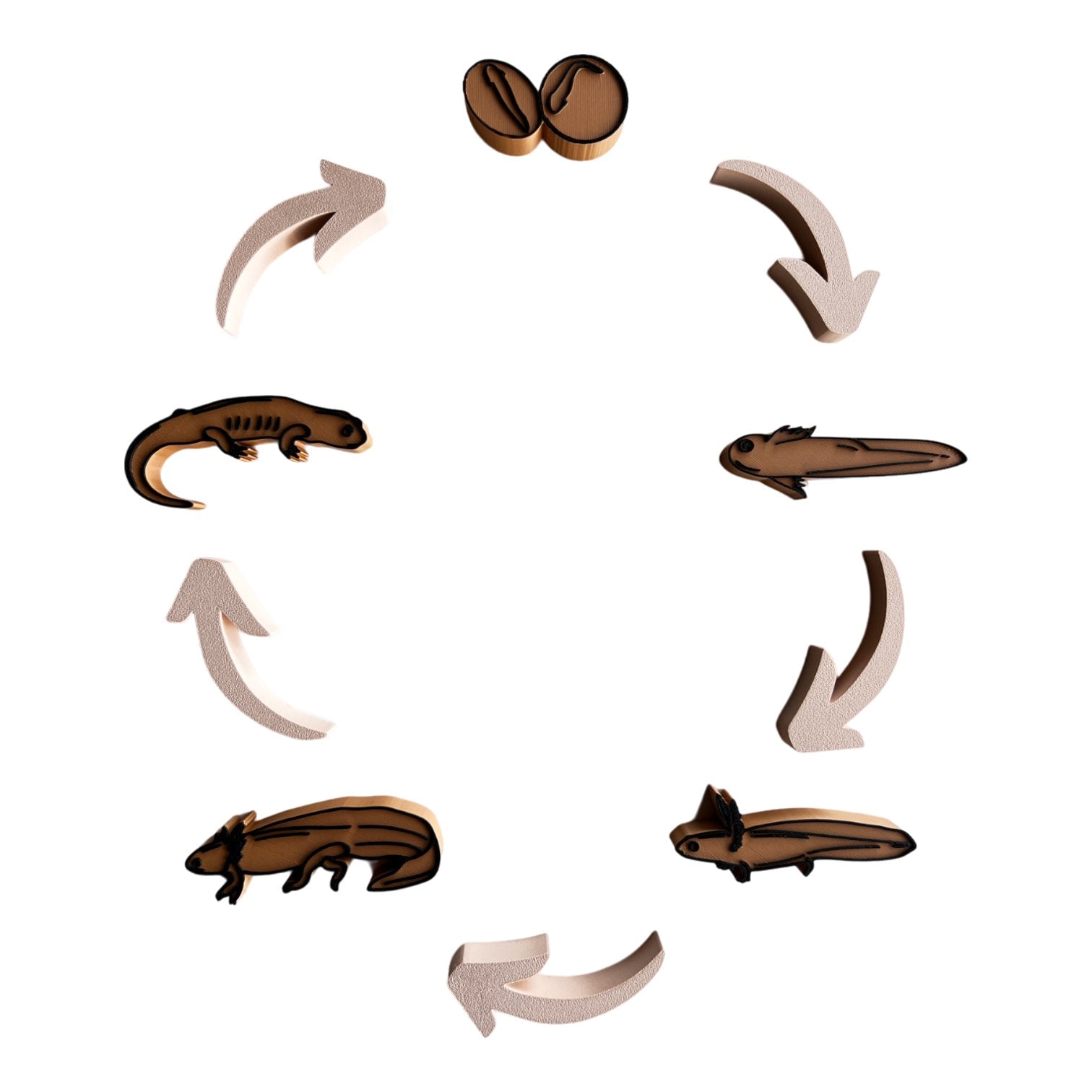 Life Cycle of a Salamander EcoCutter Collection - CJECOPLAY Inc.